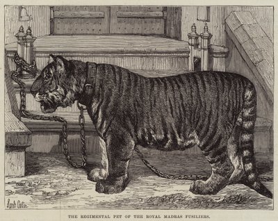 The Regimental Pet of the Royal Madras Fusiliers by Samuel John Carter